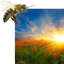 Bienen – vom Sonnenwind verweht