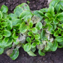 Pflanzenschutztipp: Mehltau und Co. an Feldsalat