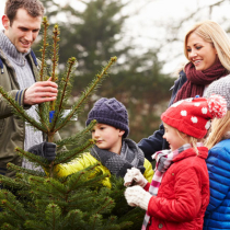 So pflegen Sie Ihren Weihnachtsbaum So pflegen Sie Ihren Weihnachtsbaum