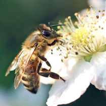 Bienen und Hummeln als Pflanzenschützer