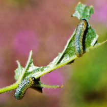 Pflanzenschutztipp: Stachelbeerblattwespe bekämpfen