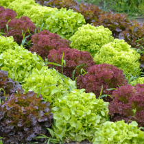 Salatvielfalt im Garten