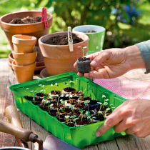 Jungpflanzen anziehen Jungpflanzen anziehen