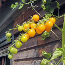 Tomate ‘Sunviva’ ist für alle da!