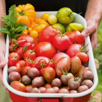 Tomaten – viele Formen, viele Farben