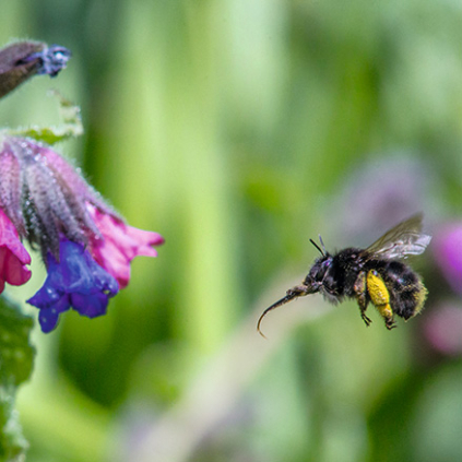 Im Fokus Wildbienen