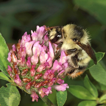 Wildbiene des Jahres 2016: Die Bunte Hummel