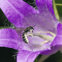 Pflanzenlisten für Wildbienen