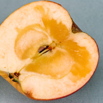 Pflanzenschutztipp: Glasige Äpfel