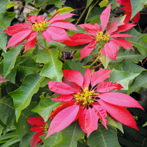 Weihnachtssterne übersommern Weihnachtssterne übersommern