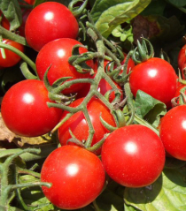 Neue Sorten: Tomatenzüchtung fast nur noch im Ausland