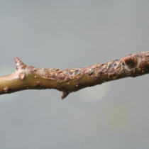 Birne: Zweiggrind kommt vom Schorferreger