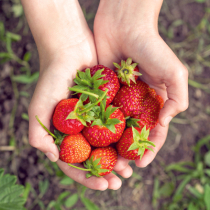 Krankheiten und Schädlinge an Erdbeeren