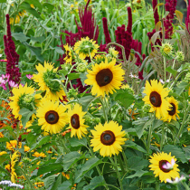 Sonnenblumen – die Sonne im Garten