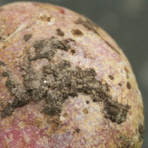 Kartoffeln: Nur gesunde Pflanzkartoffeln verwenden