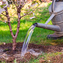 Tipps zum Wasser sparenden Gärtnern