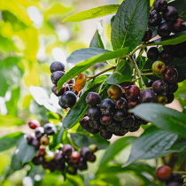 Aronia im Garten