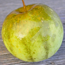 Rußflecken- und Fliegenschmutzkrankheit am Apfel