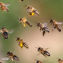 Bienen unter Hochspannung