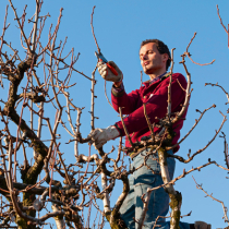 Was liegt an im Obstgarten?