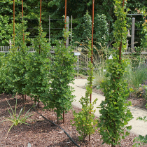 Was liegt an im Obstgartren? Was liegt an im Obstgartren?