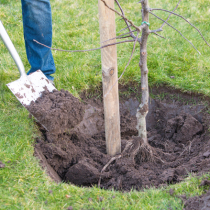 Gartentipp: Guter Start für Obstbäume