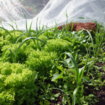 Gartentipp: Beginn der Gemüsesaison