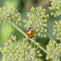 5 Insekten, die Sie im Frühling in Ihrem Garten entdecken können