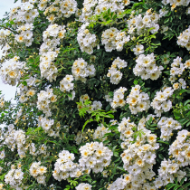 Blütenreiche Ramblerrosen