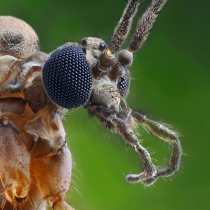 Mücken: Plagegeister und Überlebenskünstler