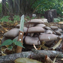 Pilze anbauen im Garten