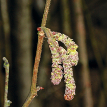 Gartenwissen: Häusigkeit