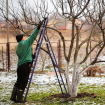 Obstbäume im Winter schneiden