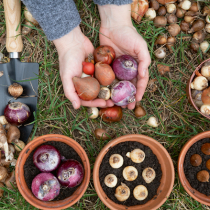 Gartentipp: Blumenzwiebeln stecken!