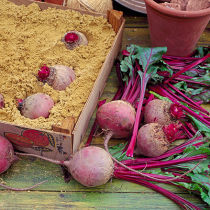 Obst und Gemüse lagern