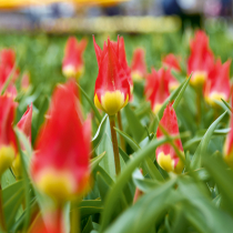 Für reiche Blütenpracht im Frühling