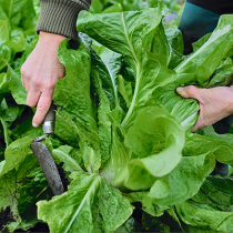 Gartenschatz: Zuckerhutsalat