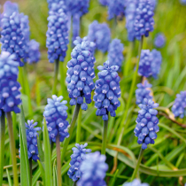 Traubenhyazinthen für den Garten