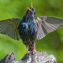 Wann singen Vögel?