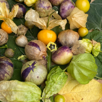 Physalis und ihre Schwestern