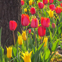 Ein farbenfroher Garten durch Blumenzwiebeln