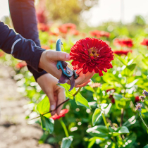 Schnittblumen (fast) das ganze Jahr Schnittblumen (fast) das ganze Jahr