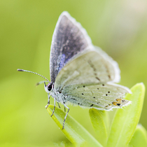 Nützlinge vs. Schädlinge: Wie man Insekten im Garten richtig einordnet und schützt Nützlinge vs. Schädlinge: Wie man Insekten im Garten richtig einordnet und schützt
