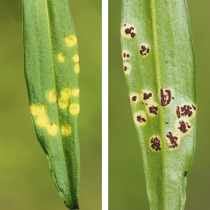 Pflanzenschutztipp: Bartnelkenrost Pflanzenschutztipp: Bartnelkenrost