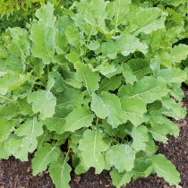 Gartenschatz: Stauden-Kohl Gartenschatz: Stauden-Kohl