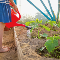 Wie viel Wasser braucht mein Gemüse? Wie viel Wasser braucht mein Gemüse?
