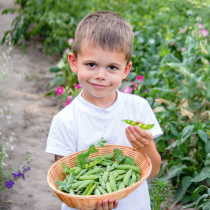 Krankheiten und Schädlinge an Erbsen Krankheiten und Schädlinge an Erbsen