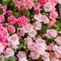 Die schönsten pinken Blumen für Ihren Garten Die schönsten pinken Blumen für Ihren Garten