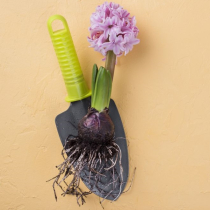 Wohin mit alten Blumenzwiebeln? So gelingt die Nachsaison-Pflege Wohin mit alten Blumenzwiebeln? So gelingt die Nachsaison-Pflege