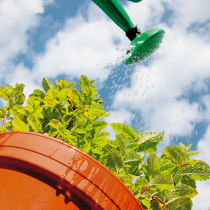 Kübelpflanzen richtig pflegen Kübelpflanzen richtig pflegen